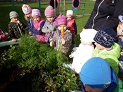 Sklízíme úrodu na školní zahrádce